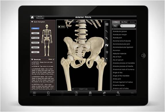 app-sistema-esqueleto-5.jpg | Image
