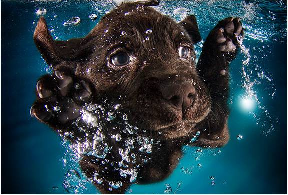 foto-filhotes-subaquaticos-seth-casteel-underwater-puppies-2.jpg | Image
