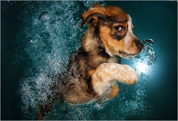 foto-filhotes-subaquaticos-seth-casteel-underwater-puppies-3.jpg | Image