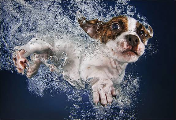 foto-filhotes-subaquaticos-seth-casteel-underwater-puppies-4.jpg | Image