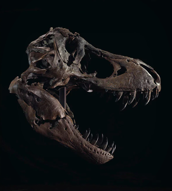 stan-t-rex-skeleton-2.jpg | Image