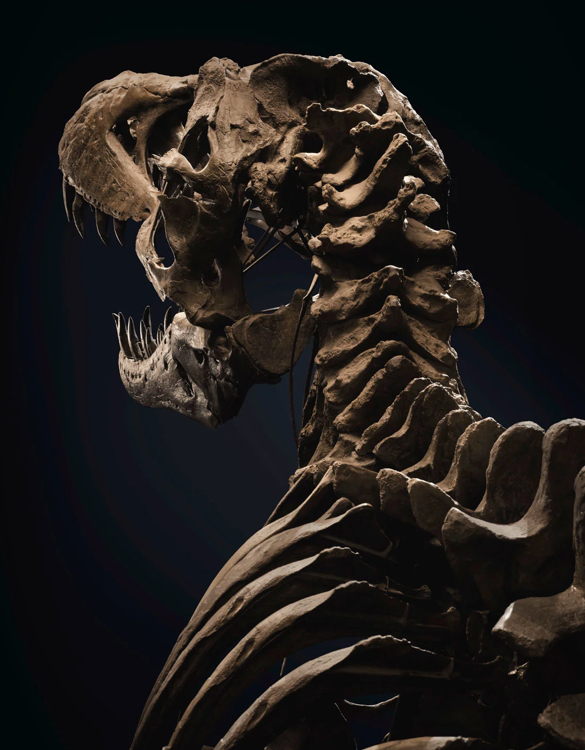 stan-t-rex-skeleton-4.jpg | Image