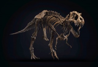 Esqueleto Stan T-Rex Skeleton